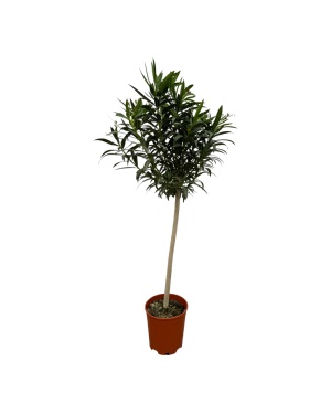 Nerium Oleander Op Stam Met Witte Bloem - 190 Cm - Ø31Cm