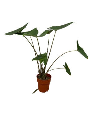 Alocasia Zebrina - 80 Cm - Ø19Cm