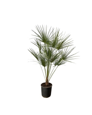 Chamaerops Humilis Op Stam - 160 Cm - Ø28Cm