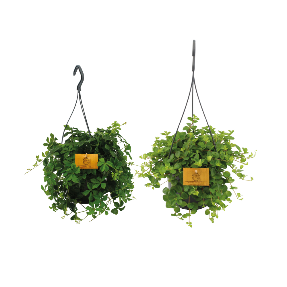 Hangplant Duo - 2 Stuks - Ø15Cm - ↕25Cm