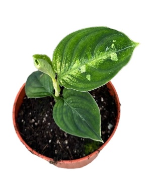 Aglaonema Pictum Bicolor - Ø10,5Cm - ↕15Cm
