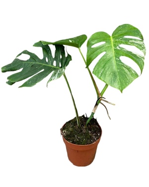 Monstera Deliciosa Variegata - Ø17Cm - ↕40Cm