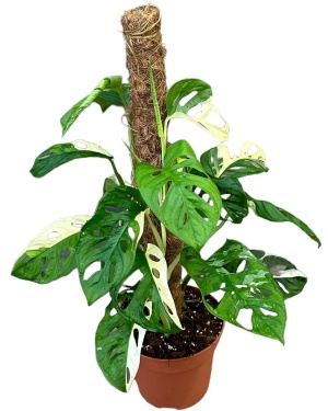 Monstera Adansonii Variegata - Ø17Cm - ↕40Cm