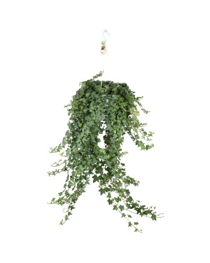 Hedera Helix Pitsburg - Hang/Xxl - Ø24Cm - ↕100Cm