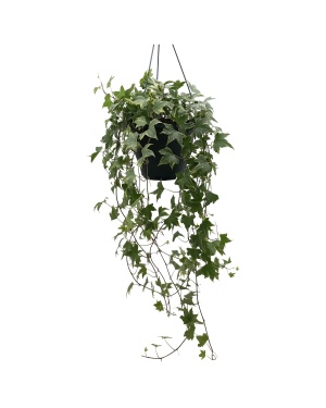 Hedera Helix Yellow - Ø19Cm - ↕40Cm