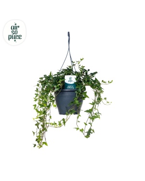 Hedera Helix Green Air So Pure - Ø19Cm - ↕40Cm