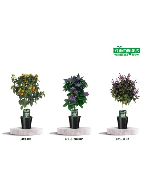 Kuipplanten Geur Mix - 3 Stuks - Ø19Cm - ↕75Cm - Heliotropium - Basilicum - Lantana