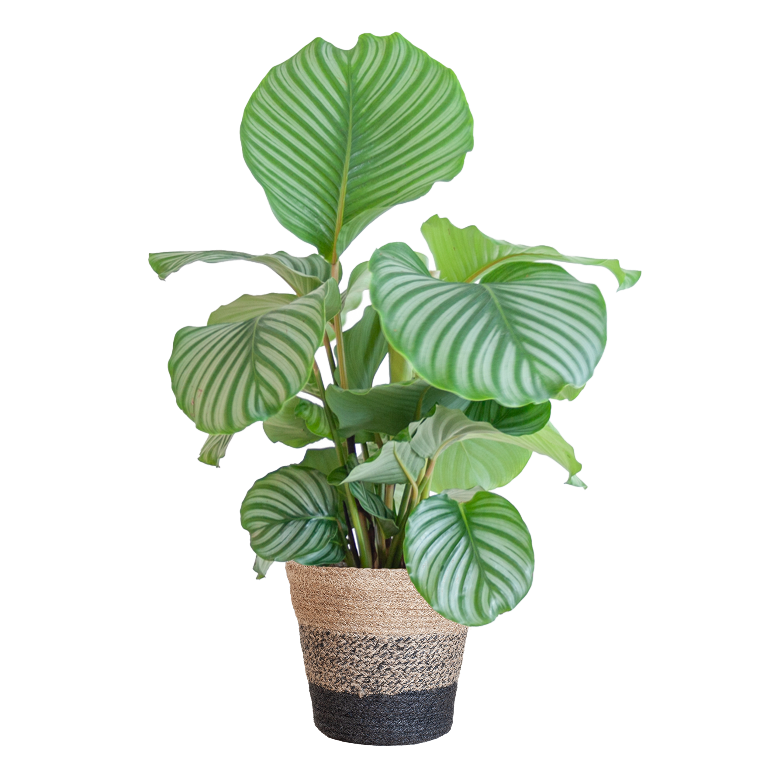 Calathea Orbifolia Met Lissabon Mand Zwart - 65Cm - Ø21
