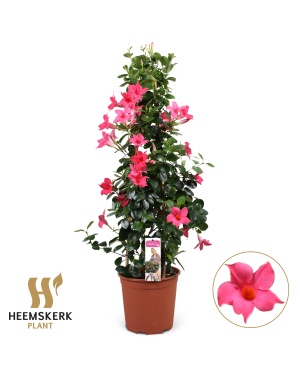 Mandevilla Summerstar Pink Piramide - Ø19Cm - ↕75Cm