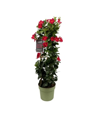 Mandevilla Sundaville Early Scarlet (Dipladenia) - Ø24Cm - ↕95Cm