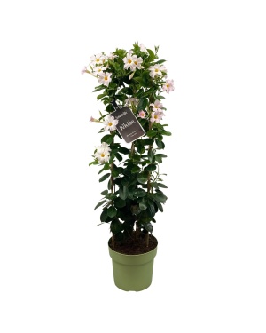 Mandevilla Sundaville White (Dipladenia) - Ø24Cm - ↕95Cm