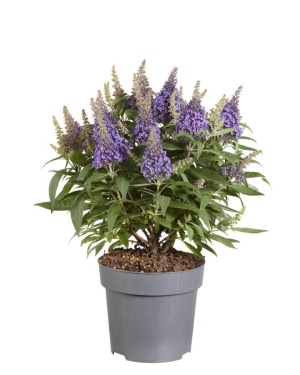Vlinderstruik Buddleja Candy 'Little Lila' - Ø17Cm - ↕40Cm