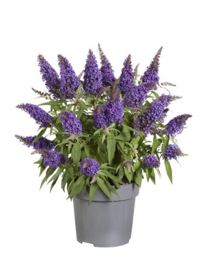 Vlinderstruik Buddleja Candy 'Little Purple' - Ø17Cm - ↕45Cm