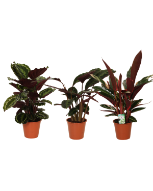 Calathea Symphony - 3 Stuks - Ø19Cm - ↕70-80Cm
