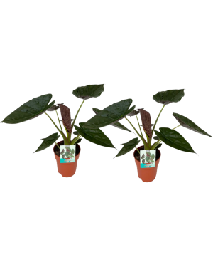 Alocasia Wentii - 2 Stuks - Ø19Cm - ↕85Cm