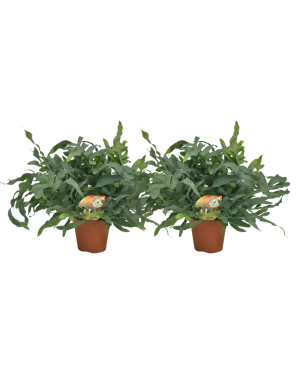 Phlebodium Blue Star - 2 Stuks - Ø17Cm - Ø60Cm