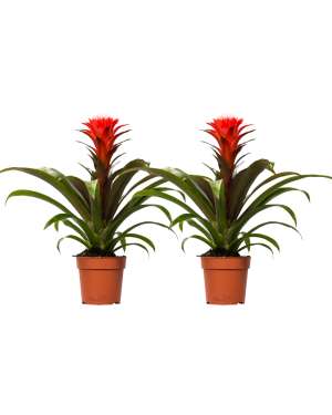 Guzmania Hope - 2 Stuks - Ø12Cm - ↕40Cm
