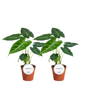 Alocasia Frydek - 2 Stuks - Ø12Cm - ↕35Cm