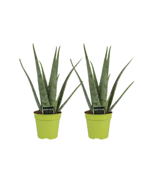 Aloe Vera - 2 Stuks - Ø15Cm - ↕65Cm
