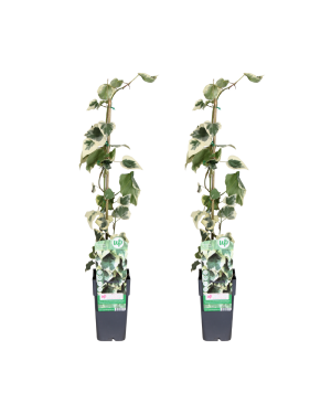 Hedera Colchica Dentata Variegata - 2 Stuks - Ø15Cm - ↕65Cm