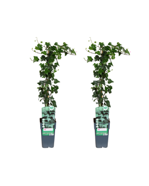 Hedera Helix - 2 Stuks - Ø15Cm - ↕65Cm