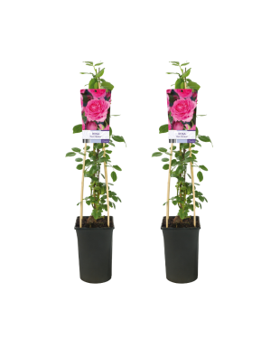 Rosa Pink Climber Rozenstruik - 2 Stuks - Ø17Cm - ↕75Cm