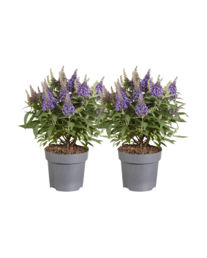 Buddleja Vlinderstruik Lila - 2 Stuks - Ø17Cm - ↕40Cm