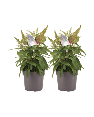 Buddleja Vlinderstruik Pink - 2 Stuks - Ø17Cm - ↕40Cm