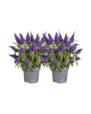 Buddleja Vlinderstruik Purple - 2 Stuks - Ø17Cm - ↕45Cm