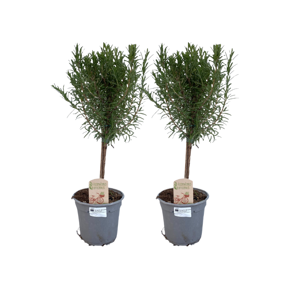 Rosmarinus Off. Stam - 2 Stuks - Ø14Cm - ↕45Cm
