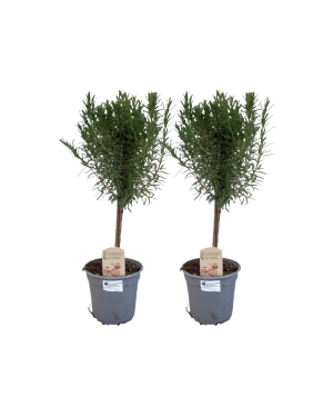 Rosmarinus Off. Stam - 2 Stuks - Ø14Cm - ↕45Cm