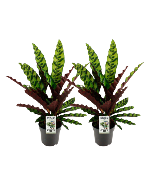 Calathea Lancifolia Insignis - 2 Stuks - Ø14Cm - ↕45Cm