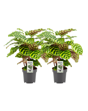 Calathea Makoyana - 2 Stuks - Ø14Cm - ↕45Cm