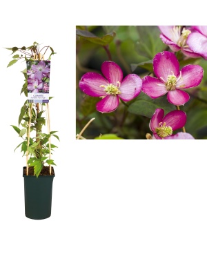 Clematis Montana 'Van Gogh' - Ø17Cm - ↕75Cm