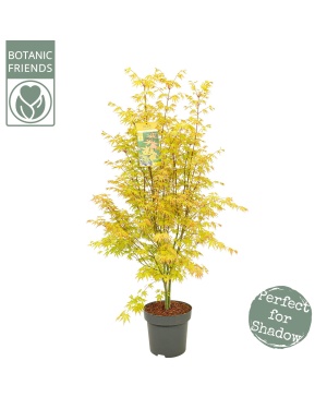 Acer Palm. 'Orange Dream' - Ø34Cm - ↕145Cm