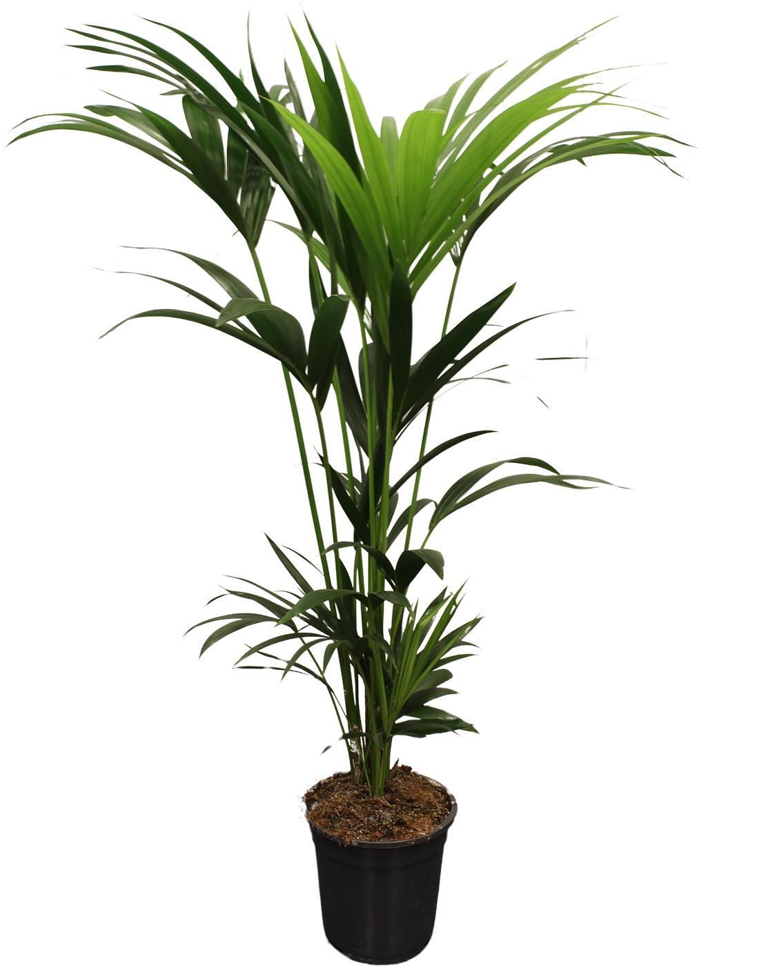 Howea Forsteriana (Kentia) 5 Pit 120-140Cm - Ø21Cm - ↕120Cm