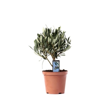 Olea Olijf Op Stam - Ø13Cm - ↕21Cm