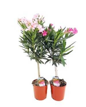 Nerium Oleander Op Stam - 2 Stuks - Ø17Cm - ↕80Cm