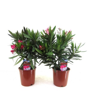 Nerium Oleander Bush Mix - 2 Stuks - Ø17Cm - ↕50Cm