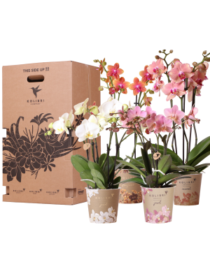 Verrassingsbox Met 4 Verschillende Orchideeën 12Cm