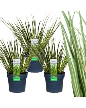 3x Acorus Gramineus 'Argenteostriatus' - Ø 4 Cm - ↨ 30 Cm