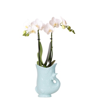 Witte Phalaenopsis Orchidee - Amabilis + Fish Pot Turqoise - Ø9Cm