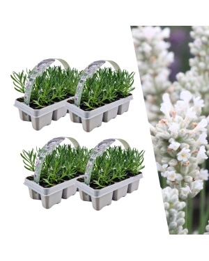 24x Lavendel Angustifolia White Ø7 Cm - ↕15 Cm