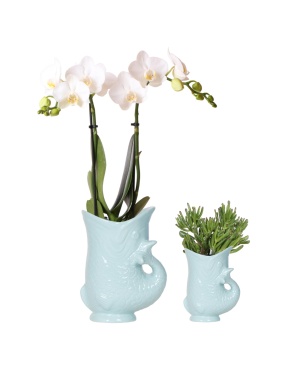 Set Met Witte Orchidee Ø9Cm En Succulent Crassula Hobbit Ø6Cm In Keramieken Sierpotten