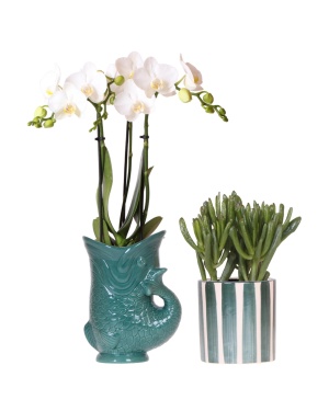 Set Van Witte Orchidee Amabilis In Fish Groen En Succulent In Stripe Pot Ø9Cm
