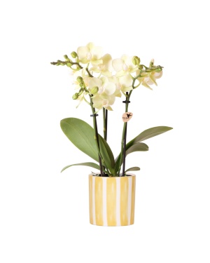 Gele Orchidee - Mexico + Stripe Pot Yellow Ø9Cm