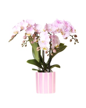 Roze Orchidee Portugal + Stripe Pot Roze - Ø9Cm