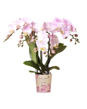 Roze Orchidee - Portugal - Ø9Cm