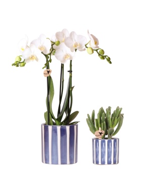 Set Van Witte Orchidee Amabilis En Succulent Crassula Hobbit In Stripe Pot Blauw - Ø9Cm + Ø6Cm