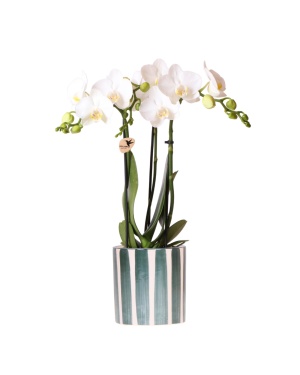 Witte Orchidee Amabilis + Stripe Pot Groen - Ø9Cm